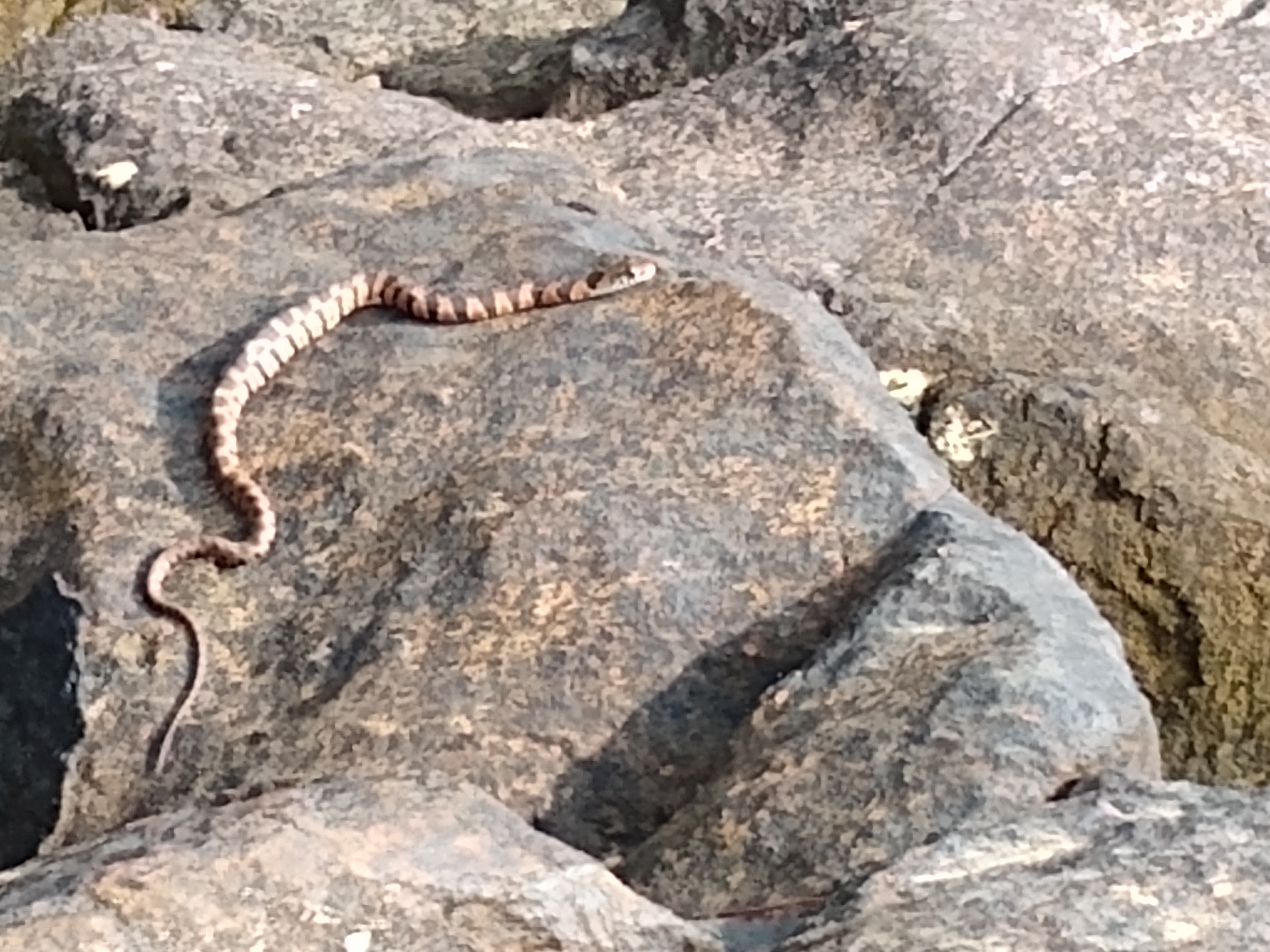 A baby copperhead sunning itself on a rock by the river.